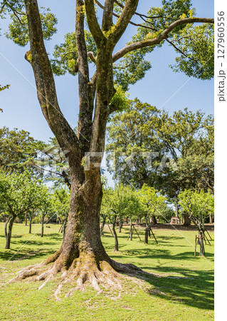奈良公園浅茅ヶ原園地 奈良公園浅茅ヶ原園地 127960556