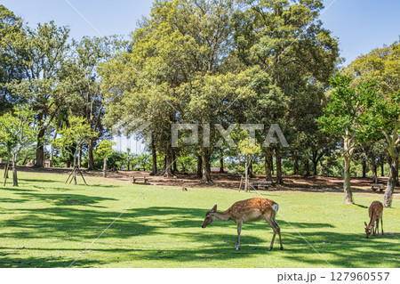 奈良公園浅茅ヶ原園地 奈良公園浅茅ヶ原園地 127960557