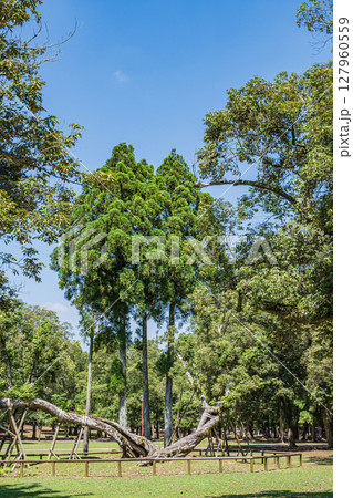 奈良公園浅茅ヶ原園地 127960559