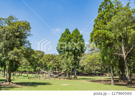 奈良公園浅茅ヶ原園地 127960560