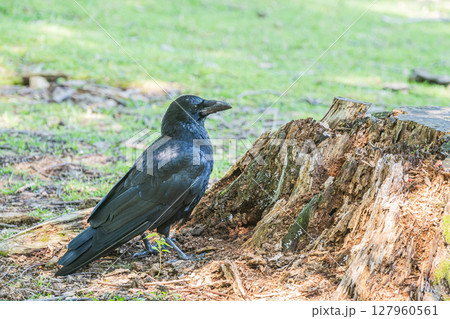 カラス（ハシボソガラス） 127960561