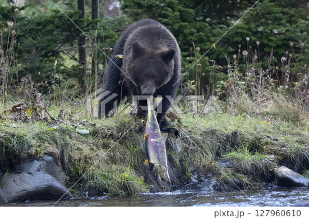 大きな鮭を捕まえたヒグマ 127960610