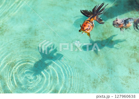 東錦(アズマニシキ) 東錦(アズマニシキ) 127960638