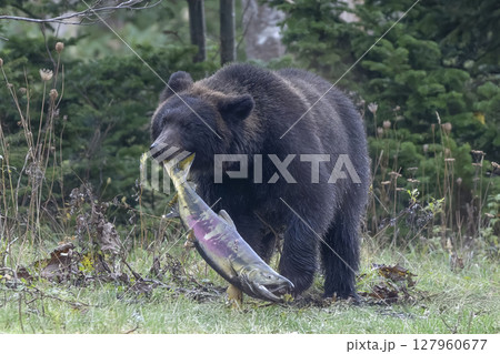 大きな鮭を捕まえたヒグマ 127960677