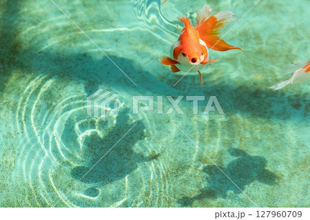 琉金(リュウキン) 127960709