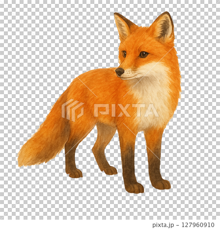 狐狸的優雅外表 狐狸的優雅外表 127960910