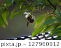 葉にとまるクマバチ 127960912