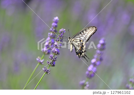 ラベンダーの蜜を吸うナミアゲハ ラベンダーの蜜を吸うナミアゲハ 127961102