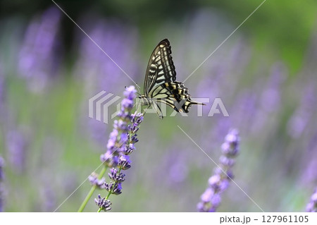 ラベンダーの蜜を吸うナミアゲハ 127961105
