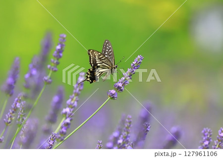 ラベンダーの蜜を吸うナミアゲハ ラベンダーの蜜を吸うナミアゲハ 127961106