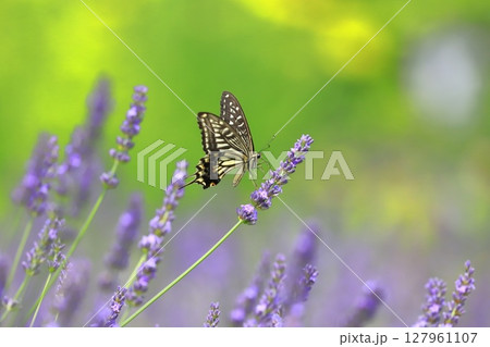 ラベンダーの蜜を吸うナミアゲハ 127961107
