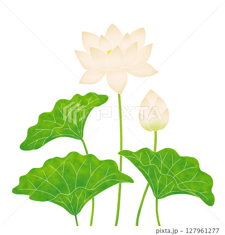 白い蓮の花 白い蓮の花 127961277