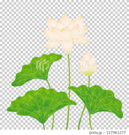 白い蓮の花 白い蓮の花 127961277
