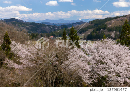 長野県上水内郡小川村高府 小川アルプスライン沿いの山桜と遠くの冠雪した山の景色 長野県上水内郡小川村高府 小川アルプスライン沿いの山桜と遠くの冠雪した山の景色 127961477