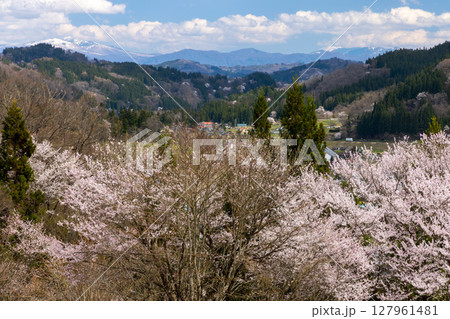 長野県上水内郡小川村高府 小川アルプスライン沿いの山桜と遠くの冠雪した山の景色 長野県上水内郡小川村高府 小川アルプスライン沿いの山桜と遠くの冠雪した山の景色 127961481
