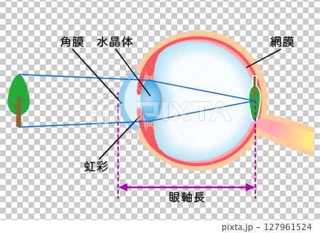 目の構造 正視の屈折 目の構造 正視の屈折 127961524