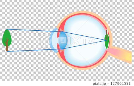 Structure of the eye: Refraction of normal vision Structure of the eye: Refraction of normal vision 127961551