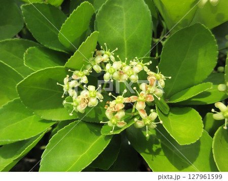 生垣や街路樹に多く使われる「マサキ（柾）」の花 127961599