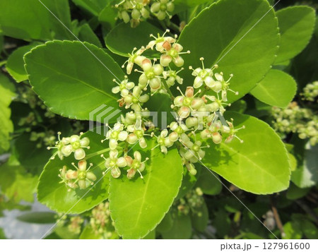 生垣や街路樹に多く使われる「マサキ（柾）」の花 127961600
