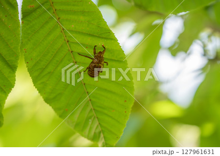 トチノキの葉に空蝉 127961631