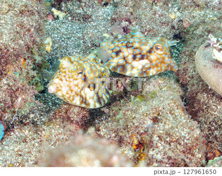 可愛いシマウミスズメ（ハコフグ科）の幼魚他。 ヒリゾ浜中木南伊豆町伊豆半島静岡県2024 127961650