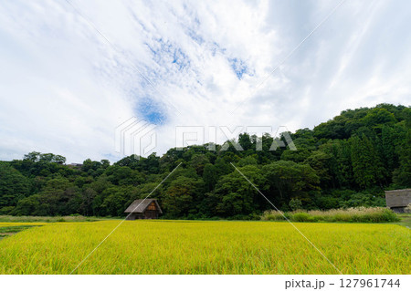 【世界遺産】稲の実った初秋の白川郷【岐阜県】 【世界遺産】稲の実った初秋の白川郷【岐阜県】 127961744