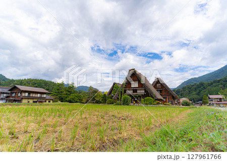 【世界遺産】稲の実った初秋の白川郷【岐阜県】 127961766