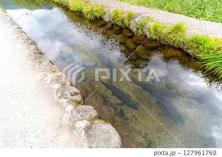 【世界遺産】稲の実った初秋の白川郷【岐阜県】 【世界遺産】稲の実った初秋の白川郷【岐阜県】 127961768