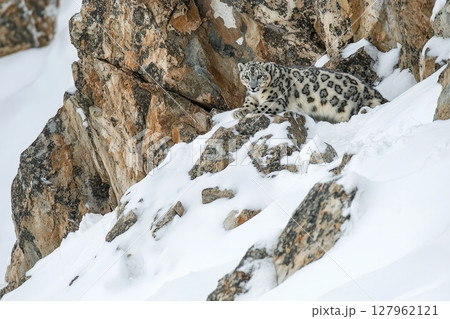 Elusive snow leopard blends with snowy terrain on rugged mountainside Elusive snow leopard blends with snowy terrain on rugged mountainside 127962121