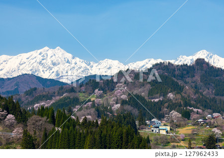 長野県上水内郡小川村高府　高台から眺める小川村の山桜と冠雪した北アルプス山脈の景色 127962433