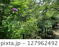 松戸市の本土寺境内に咲いている紫陽花 127962492