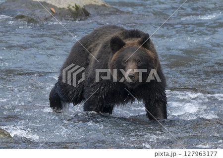 魚を探すヒグマ 127963177