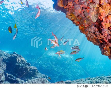 美しいアカヒメジ、ホウライヒメジ(ヒメジ科)他の群れ。 ヒリゾ浜中木南伊豆町伊豆半島静岡県2024 美しいアカヒメジ、ホウライヒメジ(ヒメジ科)他の群れ。 ヒリゾ浜中木南伊豆町伊豆半島静岡県2024 127963696