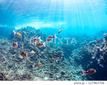 美しいアカヒメジ、ホウライヒメジ（ヒメジ科）他の群れ。 ヒリゾ浜中木南伊豆町伊豆半島静岡県2024 127963706