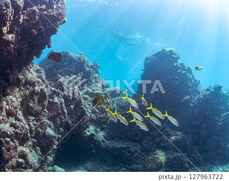 美しいアカヒメジ、ホウライヒメジ（ヒメジ科）他の群れ。 ヒリゾ浜中木南伊豆町伊豆半島静岡県2024 127963722