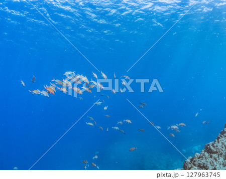 美しいアカヒメジ、ホウライヒメジ(ヒメジ科)他の群れ。 ヒリゾ浜中木南伊豆町伊豆半島静岡県2024 美しいアカヒメジ、ホウライヒメジ(ヒメジ科)他の群れ。 ヒリゾ浜中木南伊豆町伊豆半島静岡県2024 127963745