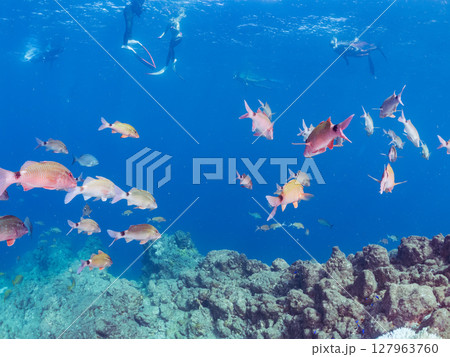 美しいアカヒメジ、ホウライヒメジ（ヒメジ科）他の群れ。 ヒリゾ浜中木南伊豆町伊豆半島静岡県2024 127963760