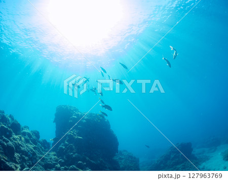 美しいアカヒメジ、ホウライヒメジ(ヒメジ科)他の群れ。 ヒリゾ浜中木南伊豆町伊豆半島静岡県2024 美しいアカヒメジ、ホウライヒメジ(ヒメジ科)他の群れ。 ヒリゾ浜中木南伊豆町伊豆半島静岡県2024 127963769