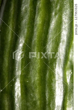 Close up of home grown cucumber vegetable skin green on white background Close up of home grown cucumber vegetable skin green on white background 127963826
