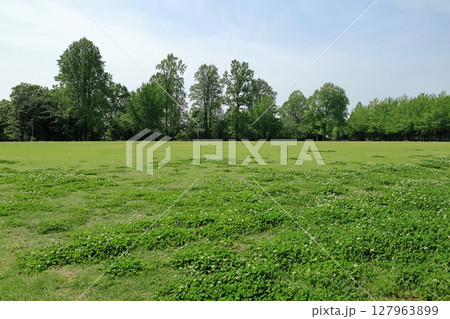 つくば市科学万博記念公園の芝生広場の風景 127963899