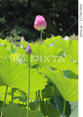 特別名勝「栗林公園」北庭の芙蓉沼のハス 特別名勝「栗林公園」北庭の芙蓉沼のハス 127963900