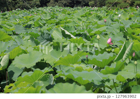 特別名勝「栗林公園」北庭の芙蓉沼のハス 127963902