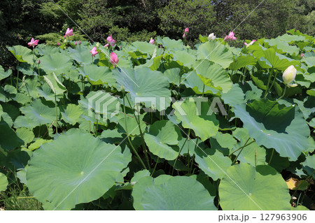特別名勝「栗林公園」北庭の芙蓉沼のハス 127963906