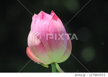 特別名勝「栗林公園」北庭の芙蓉沼のハスの蕾 特別名勝「栗林公園」北庭の芙蓉沼のハスの蕾 127963915