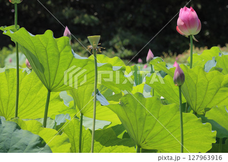 特別名勝「栗林公園」北庭の芙蓉沼のハス 127963916