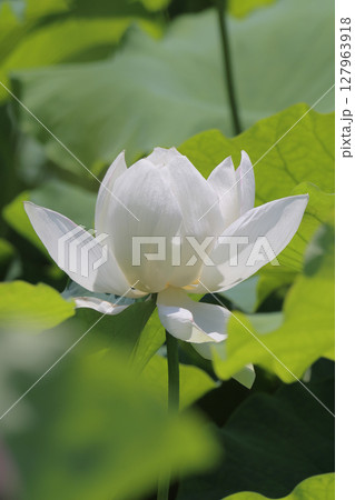 特別名勝「栗林公園」北庭の芙蓉沼のハスの花 127963918