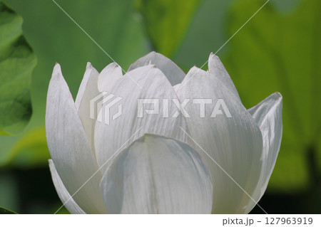 特別名勝「栗林公園」北庭の芙蓉沼のハスの花 特別名勝「栗林公園」北庭の芙蓉沼のハスの花 127963919