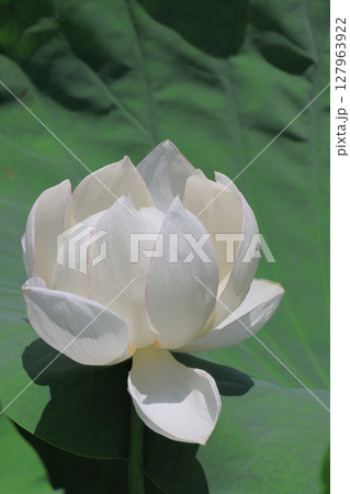 特別名勝「栗林公園」北庭の芙蓉沼のハスの花 特別名勝「栗林公園」北庭の芙蓉沼のハスの花 127963922