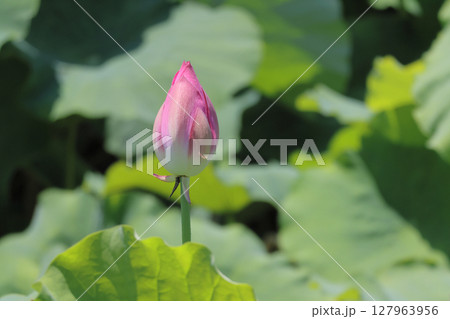 特別名勝「栗林公園」北庭の芙蓉沼のハスのつぼみ 127963956