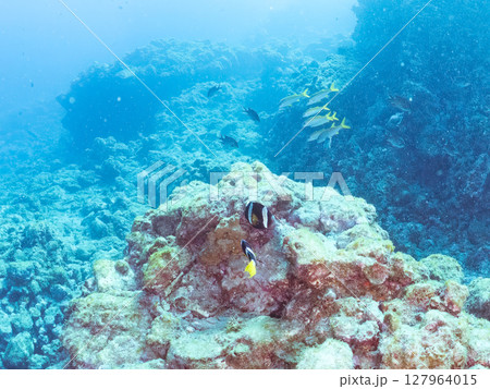クマノミ、アカヒメジ、ホウライヒメジ他の群れ。 ヒリゾ浜中木南伊豆町伊豆半島静岡県2024 127964015
